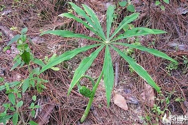 中药材天南星的种植技术与操作重点解析