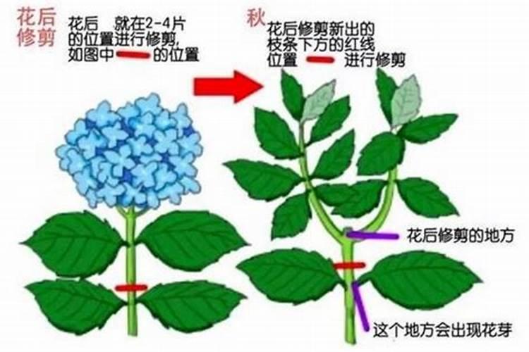 绣球花修剪时间与方法？