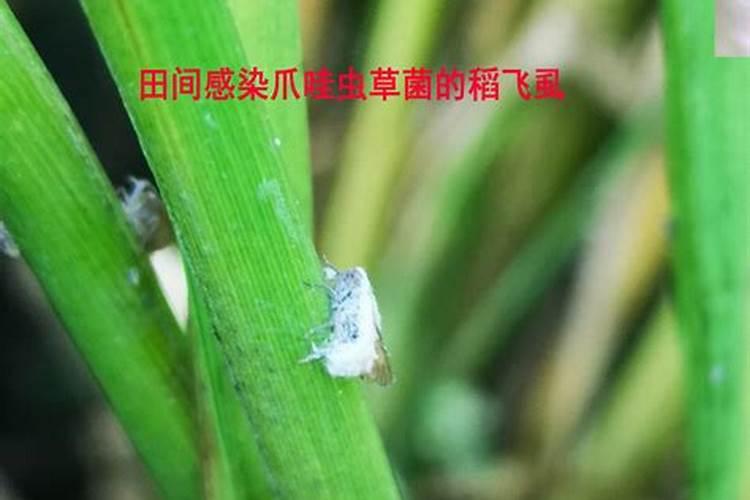 守护绿色田园：探索生物源农药的多彩世界？