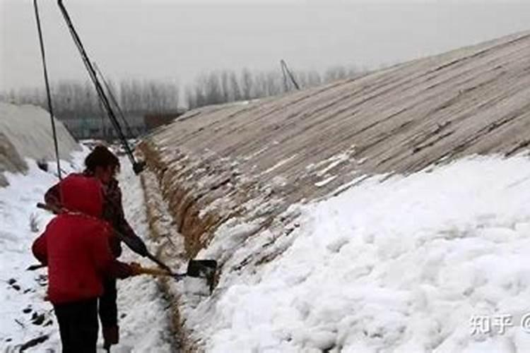 浅谈设施蔬菜冰冻雨雪灾害过后的补救措施