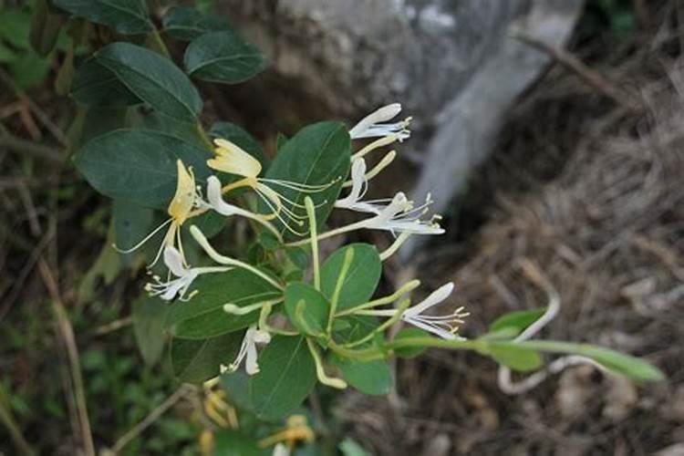 自然护卫：中药金银花的防虫害智慧