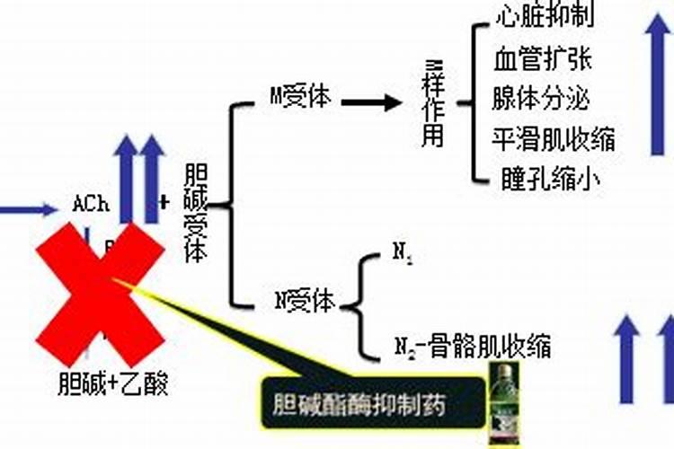 简述有机磷中毒机理？解救的机制是什么？