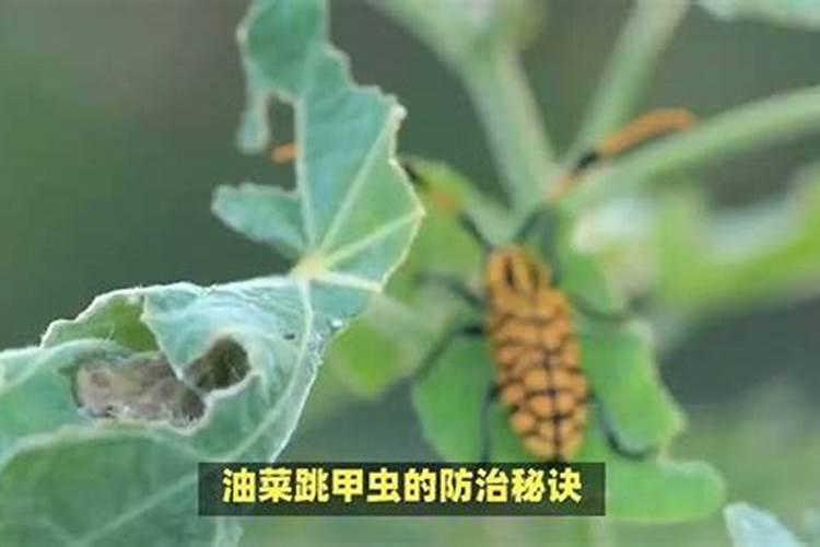 守护金黄——科学选择农药防治油菜重大病虫害