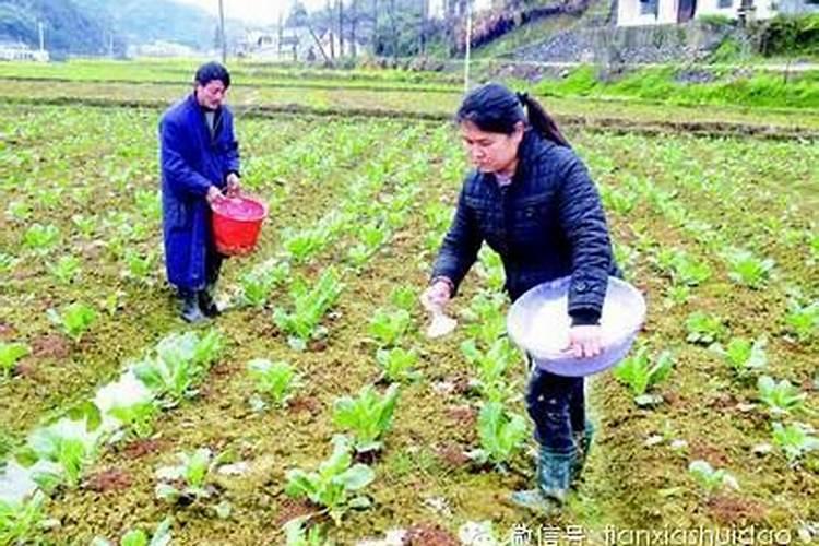 蔬菜施肥松土方法