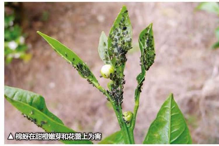 绵蚜对果树有什么危害？果树绵蚜防治方法