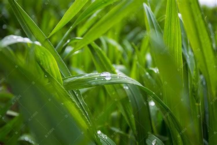 雨后麦田：雨水与农药施用的微妙关系