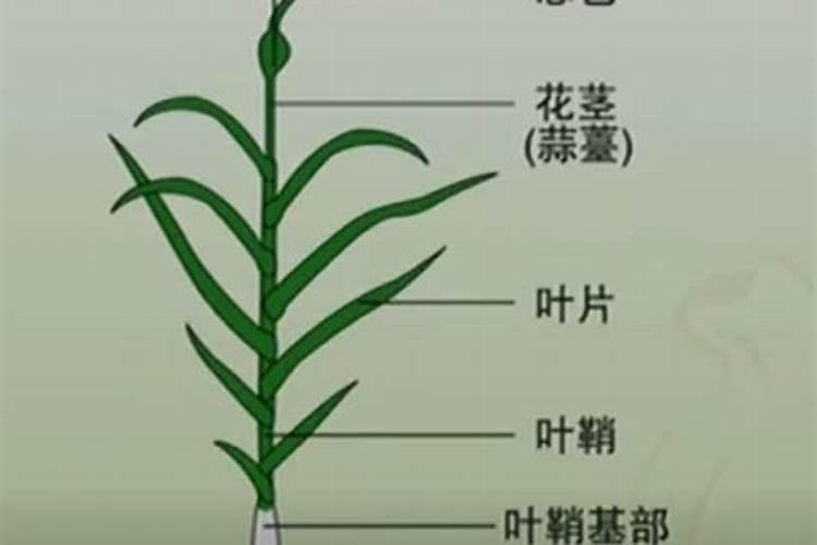 大蒜二次分枝及畸形薹是啥原因造成的？该如何预防？