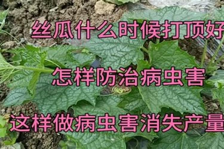 怎样防治地黄虫害？