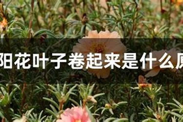 太阳花叶子卷起来是什么原因？