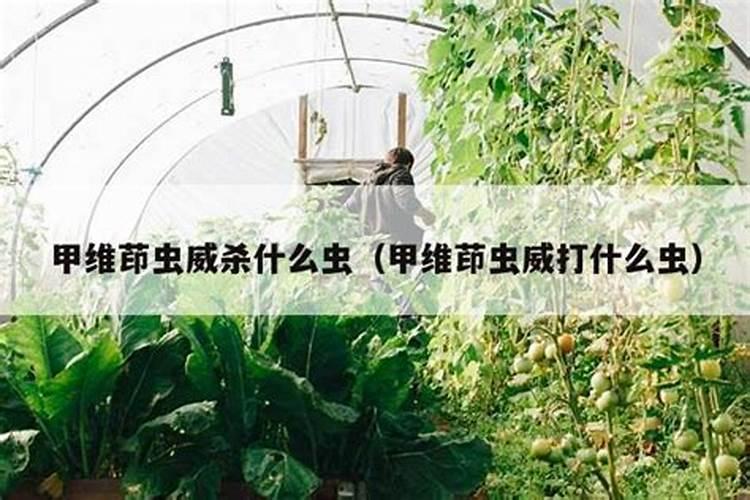 甲维茚虫威能打什么虫能在蔬菜上打吗