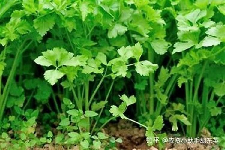 绿色守卫：战胜香菜叶枯病的药剂利器