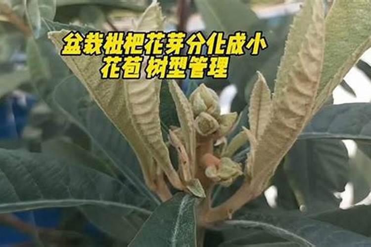 枇杷花芽分化期管理