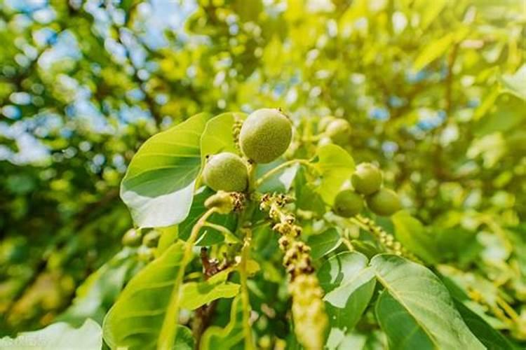 掌握核桃种植的关键步骤：从选地到丰收的全面指南