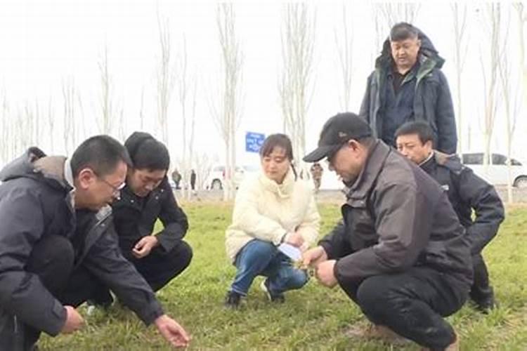 晚播小麦的肥水管理策略：确保丰收的关键步骤