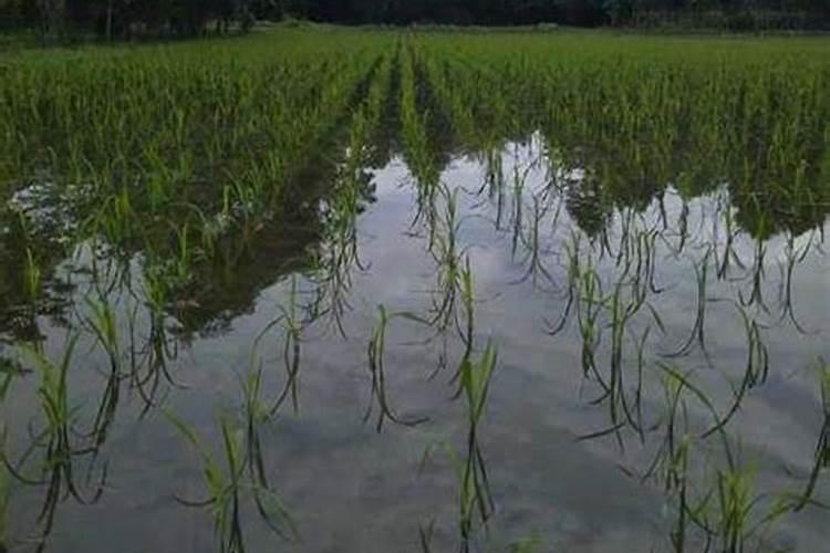 如何应对低温多雨对水稻的影响？