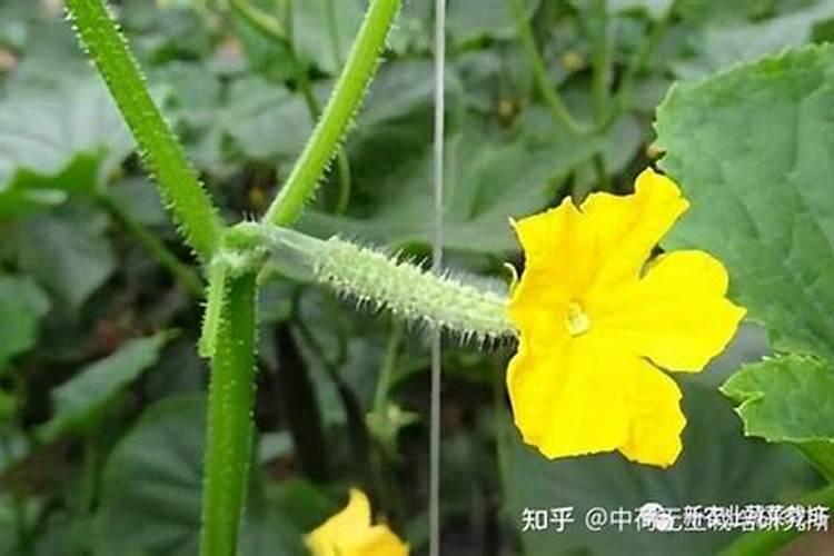 黄瓜有花无瓜啥原因？