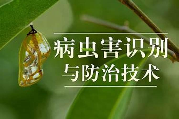 冬瓜病虫害识别与防治