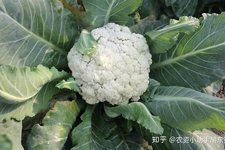 守护绿意盎然：花椰菜黄萎病的药剂防治策略