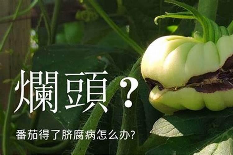 西红柿烂杆怎么防治？西红柿烂杆的防治方法