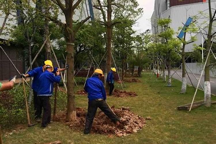 冬春季节药材苗木栽植六项黄金守则