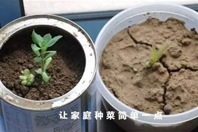 怎样改善种菜土壤