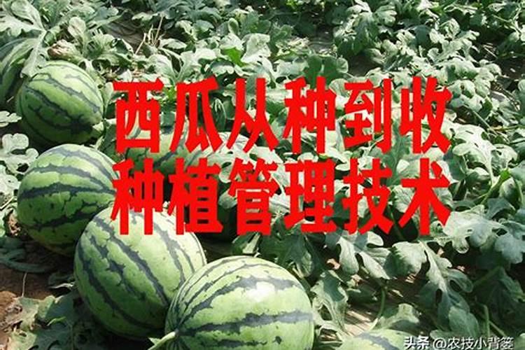 西瓜种植怎样补硼肥最好？