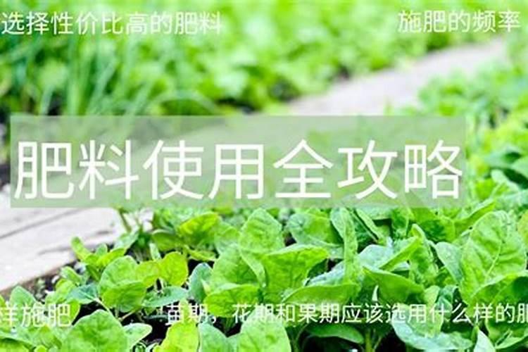 西瓜种植秘籍：肥料选择与使用全解析