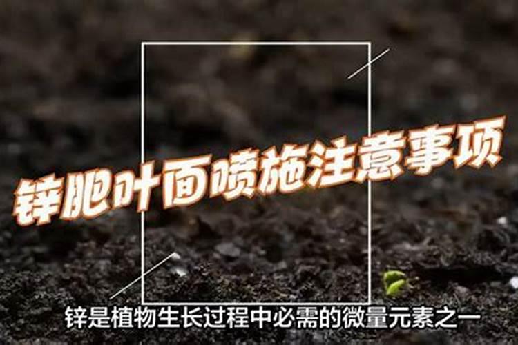 锌肥叶面喷施注意事项