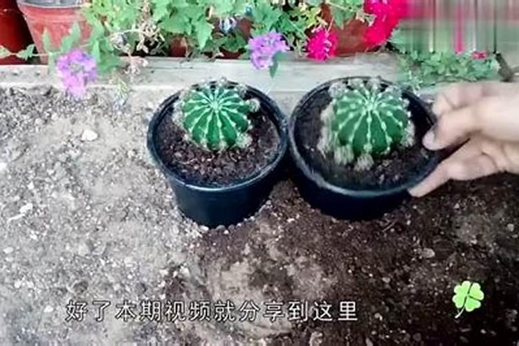 仙人掌种植技术之换盆技术