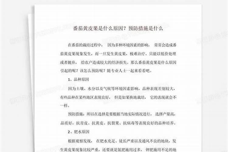 番茄黄皮果是什么原因？预防措施是什么