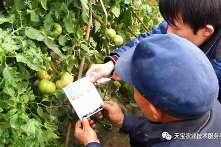 失效农药的鉴别与防范：掌握关键方法，确保农作物安全？