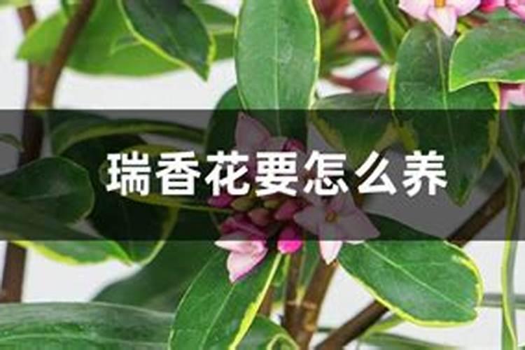 瑞香花要怎么养