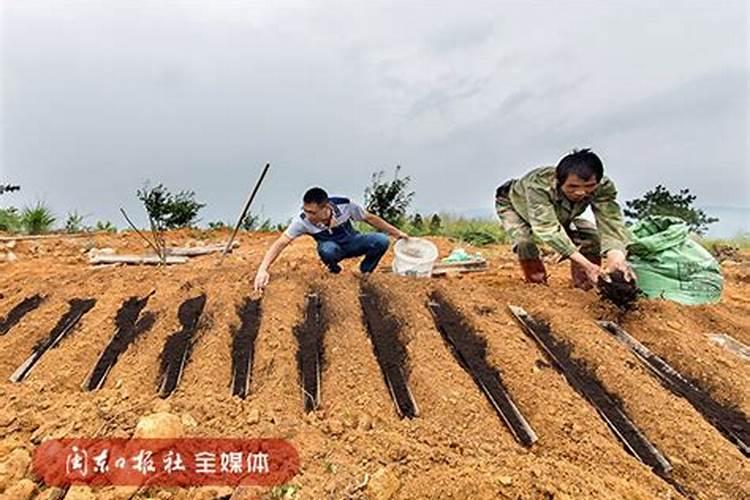 山药的绿色编织：种植方法与技术的深耕探秘？