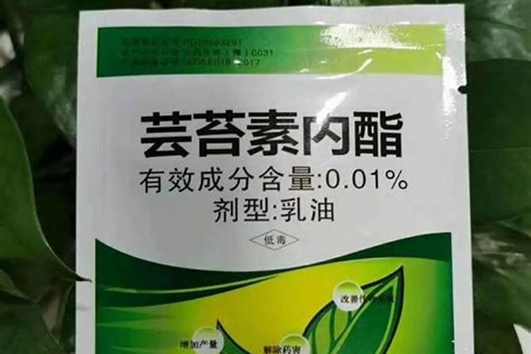 揭秘芸苔素内酯：药害的克星？