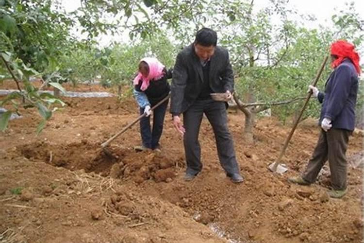 秋季苹果树收获后的施肥技术要点揭秘