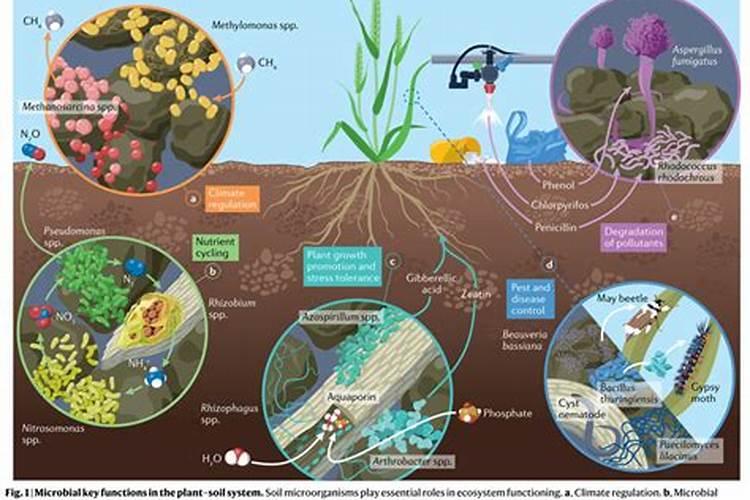 制约微生物农药药效发挥的因素,都有哪些？