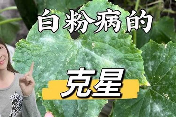 揭秘莴笋白粉病的有效防治方法？