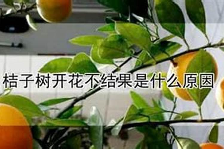 橘子树不开花不结果什么原因？