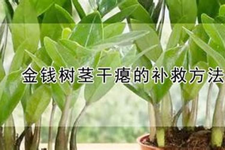 金钱树茎干瘪如何补救