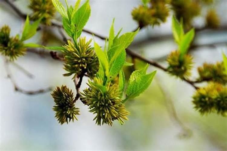 杜仲的种植技术方法