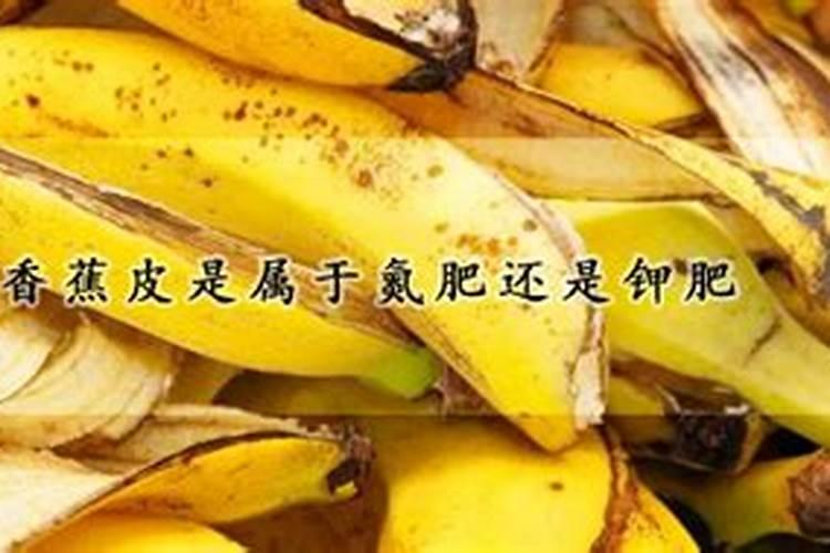 香蕉橘子皮是氮肥吗为什么？