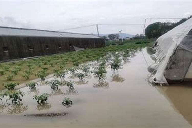 连续阴雨天,大棚蔬菜该如何施肥？是不是施肥越多越好？