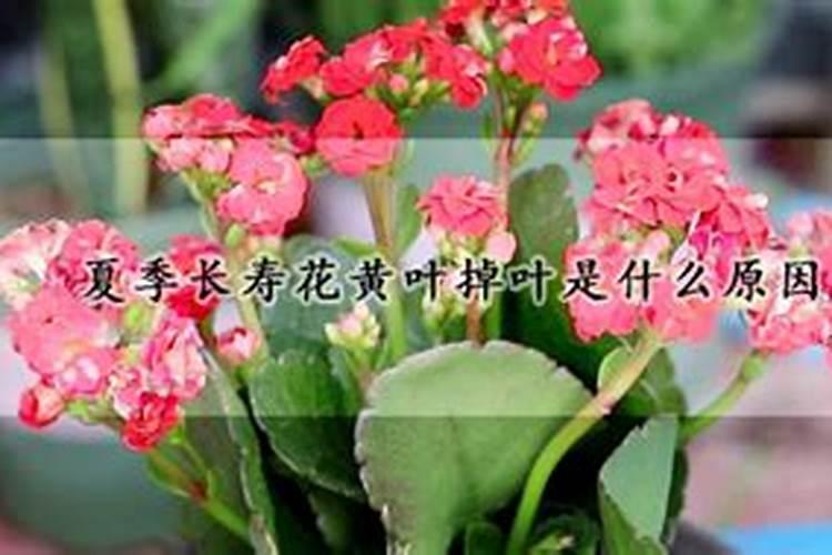 夏季长寿花黄叶掉叶是什么原因？