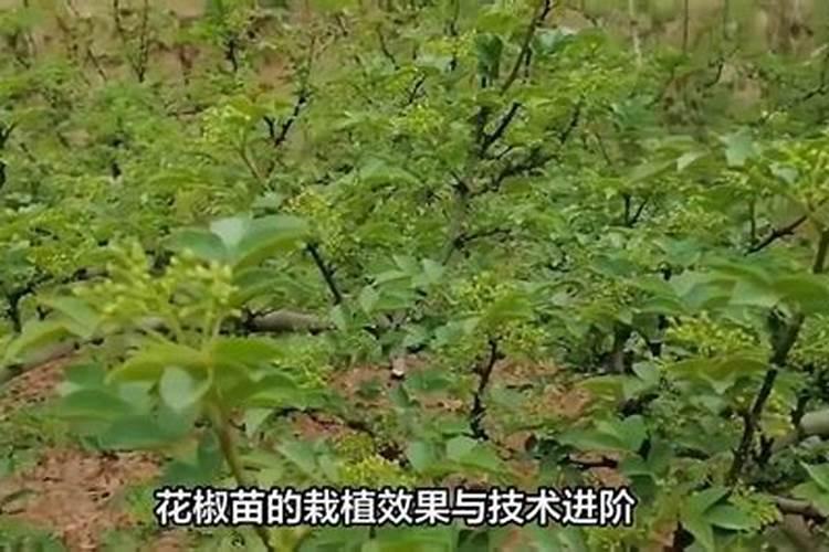 无花果田间管理新措施：提升产量与品质的关键