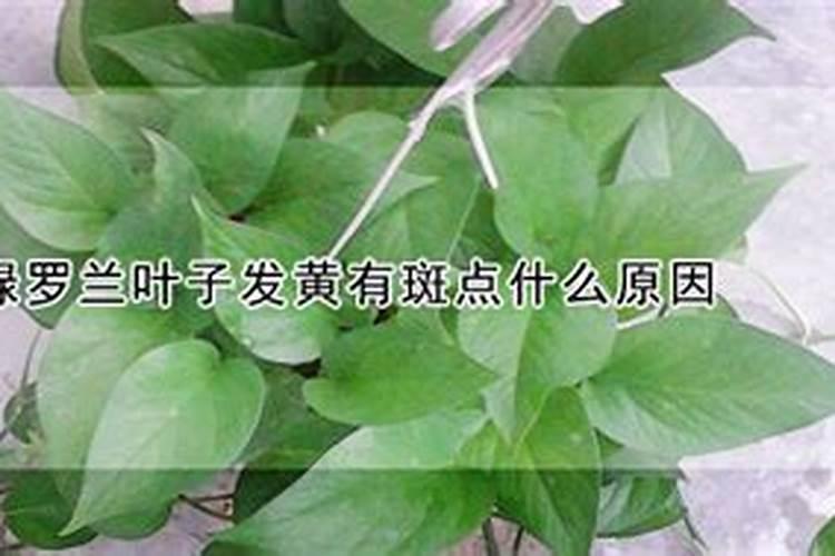 芋头最近叶子有斑点，什么原因？