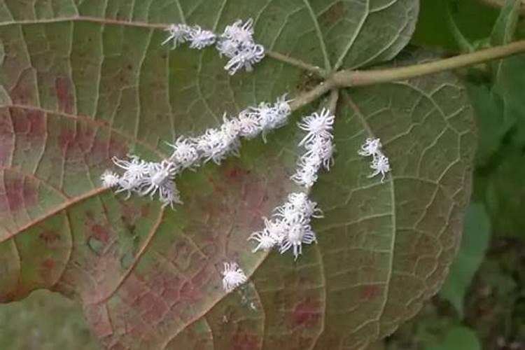 龙船花和栀子花生了蚧壳虫怎么办？