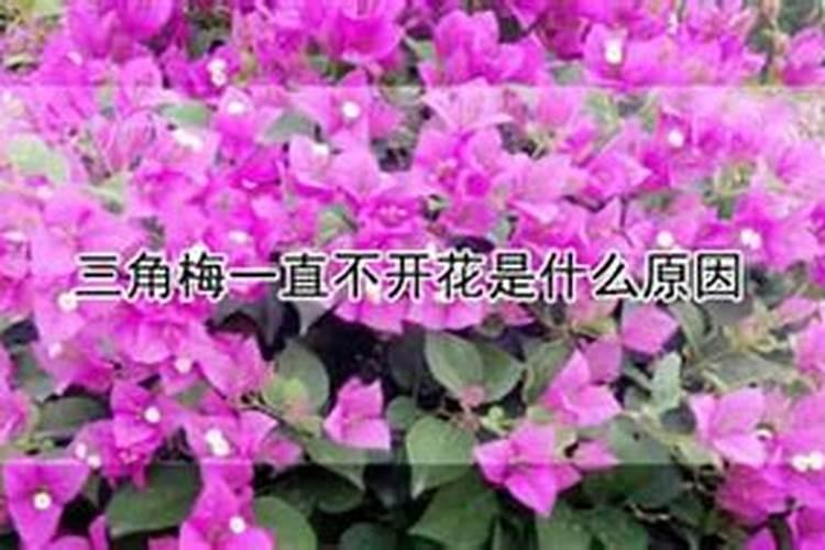 木本千里香花卉不开花是什么原因？