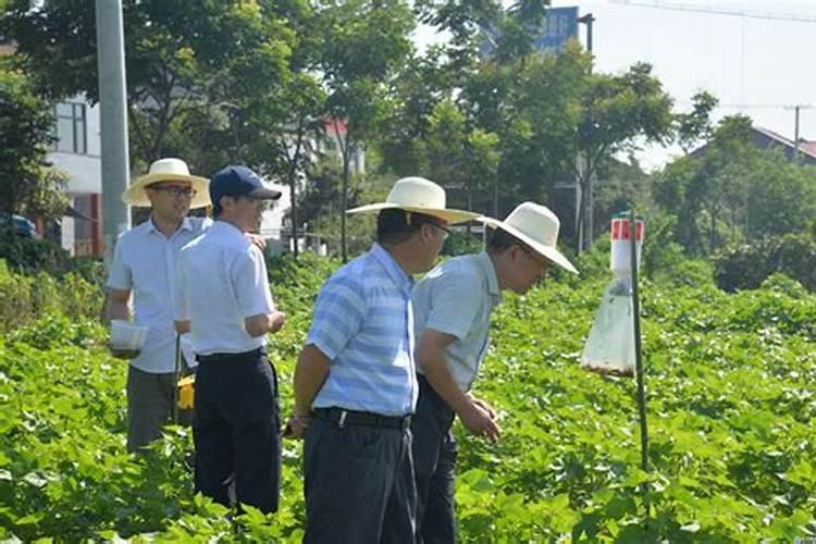 时代变迁下的棉花守护者：农药防治技术的演变