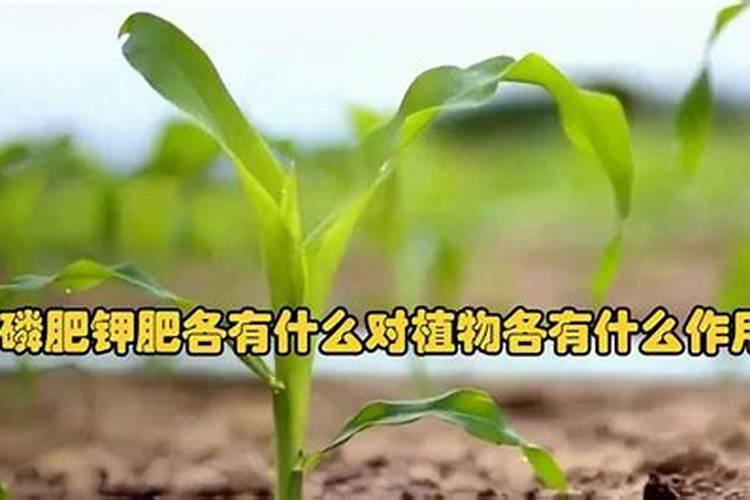 小麦的营养密码：精准施用氮磷肥