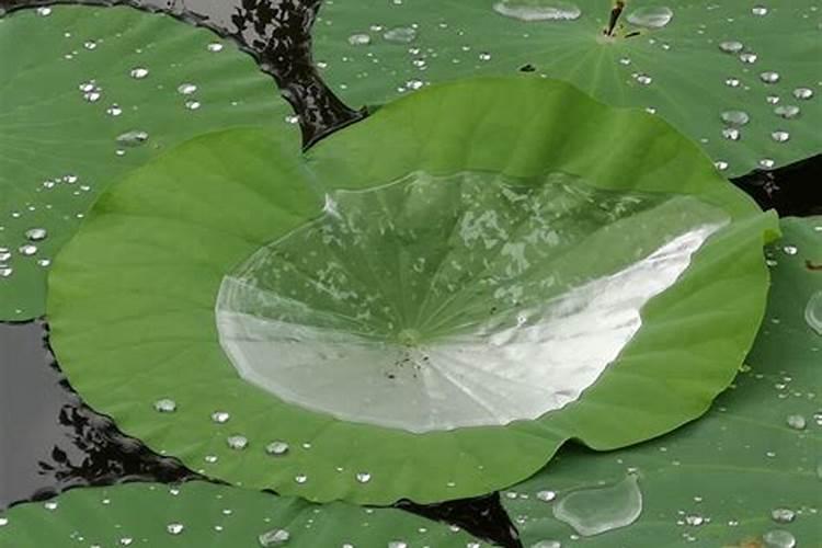 荷花之舞：大雨过后的防治之道